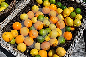 Basket of Citrus fruits