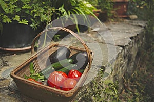 Basket for collecting vegetables from the grandmother`s garden