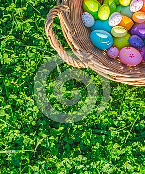 A basket with colorful Easter eggs decorations on grass with clovers