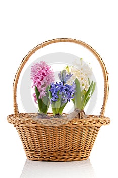 Basket colorful Hyacinths