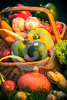 Basket colorful vegetables garden grass