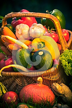 Basket colorful vegetables garden grass