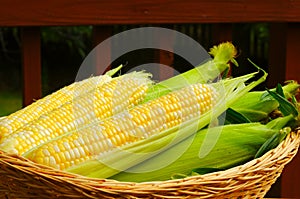 Basket of corn