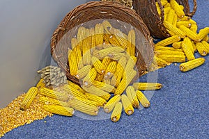 Basket of Corn