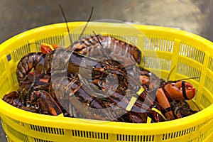 Basket of crawdads