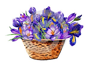 Basket Of Crocuses And Irises. Watercolor Illustration. Ideal for Wedding