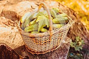 Basket with cucumbers. Autumn harvesting. Summer harvest. Blanks for the winter. Basket of vegetables. Fresh cucumbers