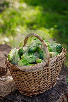 Basket with cucumbers. Autumn harvesting. Summer harvest. Blanks for the winter. Basket of vegetables. Fresh cucumbers