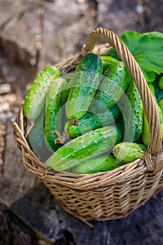 Basket with cucumbers. Autumn harvesting. Summer harvest. Blanks for the winter. Basket of vegetables. Fresh cucumbers