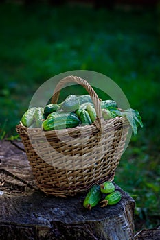 Basket with cucumbers. Autumn harvesting. Summer harvest. Blanks for the winter. Basket of vegetables. Fresh cucumbers