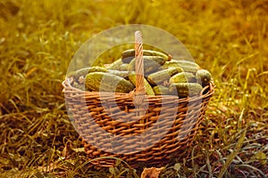 Basket with cucumbers. Autumn harvesting. Summer harvest. Blanks for the winter. Basket of vegetables. Fresh cucumbers