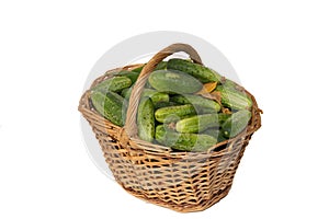 Basket with cucumbers. Autumn harvesting. Summer harvest. Blanks for the winter. Basket of vegetables. Fresh cucumbers