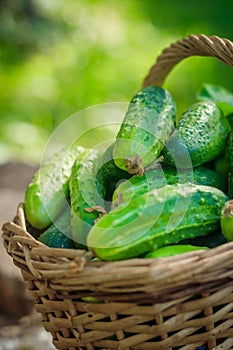 Basket with cucumbers. Autumn harvesting. Summer harvest. Blanks for the winter. Basket of vegetables. Fresh cucumbers