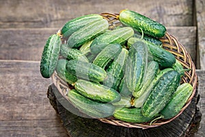 Basket with cucumbers. Autumn harvesting. Summer harvest. Blanks for the winter. Basket of vegetables. Fresh cucumbers
