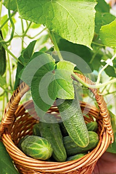 Basket with cucumbers, in the hands of a farmer background of nature