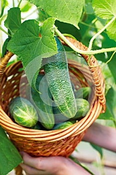 Basket with cucumbers, in the hands of a farmer background of nature