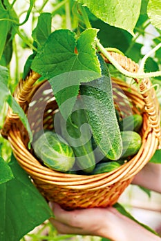 Basket with cucumbers, in the hands of a farmer background of nature