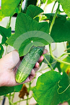 Basket with cucumbers, in the hands of a farmer background of nature
