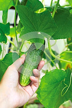 Basket with cucumbers, in the hands of a farmer background of nature