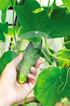 Basket with cucumbers, in the hands of a farmer background of nature