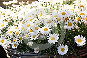 Basket of daysies Leucanthemum vulgare, commonly known as the ox-eye daisy, oxeye daisy, dog daisy blooming in