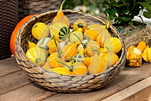 Basket with decorative pumpkins Kleine Bicolor, pear-shaped two-color ripe pumpkin in a wicker bowl on a harvest festival photo