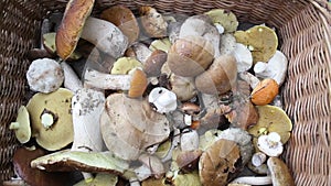 Basket with different mushrooms from the forest, background. Copy space for text