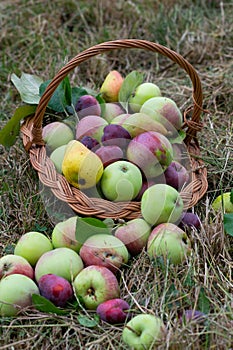 Basket with different summer fruits, apples, pears, plums, from the organic garden, at home, in the grass