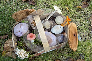 Basket with different types of wild mushrooms