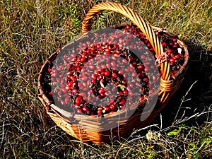 Basket with a dogrose