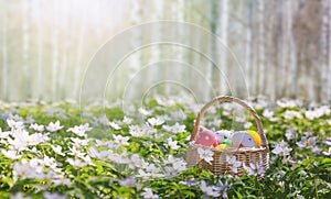 Basket with Easter eggs in the forest closeup, selective focus - season greeting card