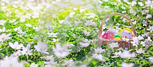 Basket with Easter eggs in forest - season greeting card and background horizontal banner