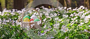 Basket with Easter eggs in forest - season greeting card and background horizontal banner