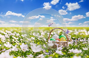 Basket with Easter eggs in the meadow under the spring sky closeup, selective focus - season greeting card