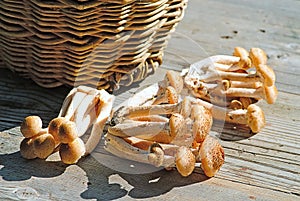 Basket with eatable mushrooms