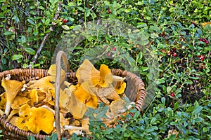 Basket with edible funnel chanterelle mushrooms standing on the moss in the forest. Photo taken in Sweden.