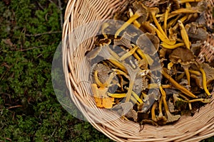 Basket with edible funnel chanterelles in the forest