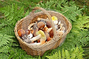 Basket with edible mushrooms.