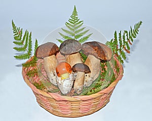 Basket with edible mushrooms