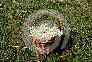 Basket with elder flowers