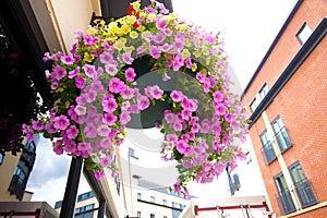 basket filled with trailing azaleas