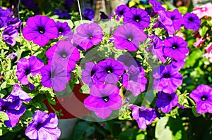 Basket filled with vibrant multicolored petunias