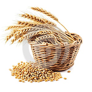 A basket filled with wheat next to a pile of grain, clipart isolated on white background.