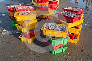 The basket of fish on Long Hai Beach, and waddling crabs were du