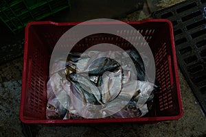 Basket of fishes