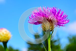 Basket-flower (Plectocephalus americanus), or American star thistle