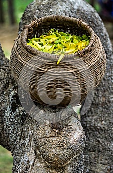 Basket with flowers Ylang Ylang. Flora. Madagascar