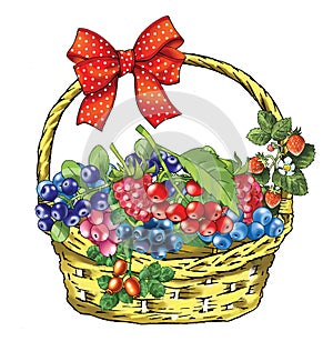 A basket of forest berries holiday fun drawing