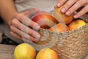 Basket of Fresh Apples in Female Hands. Close-up of hands holding a basket full of ripe apples