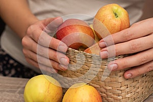 Basket of Fresh Apples in Female Hands. Close-up of hands holding a basket full of ripe apples